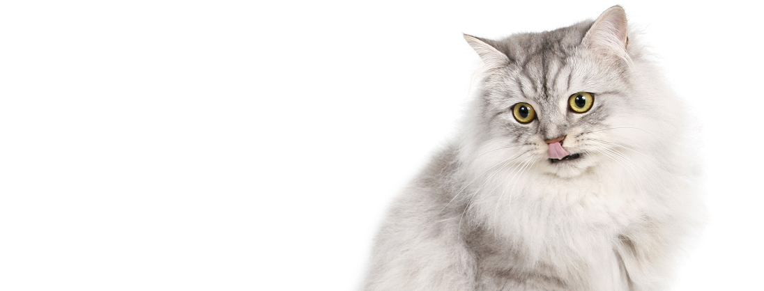 Tips voor het verantwoord kopen van schattige kittens