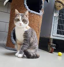 Help Dieren in Nood: Steun Je Lokale Dierenasiel!