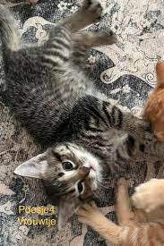 Praktische Gids voor het Kopen van een Kat op Marktplaats