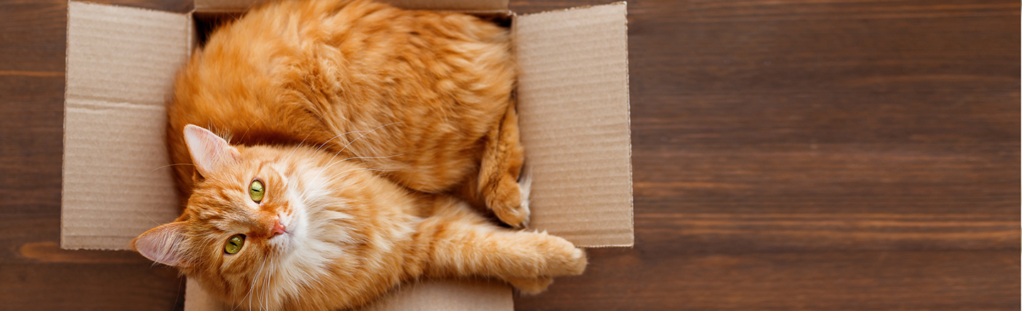 De Betekenis en Functie van de Kattenstaart