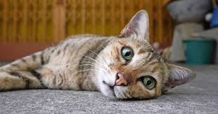 Alles wat u moet weten over een verantwoorde kattenfokker