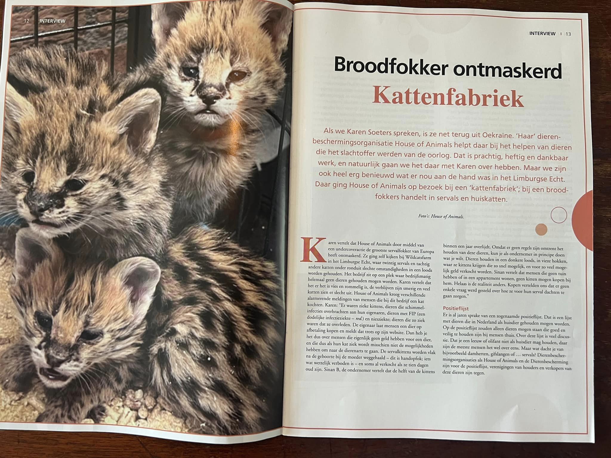 Alles wat je moet weten over kattenfokkerij: van raskenmerken tot socialisatie