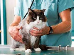 Ontdek de Beste Kattenverzorgingsproducten voor Uw Geliefde Kat!