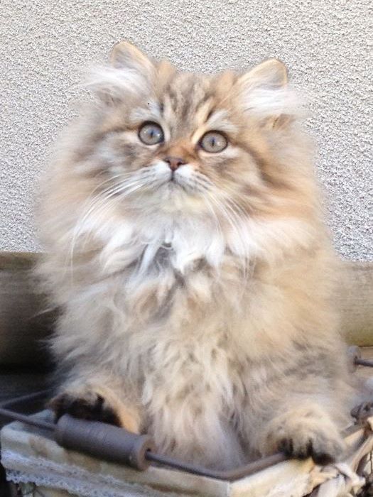 Prachtige Langharige Kat te Koop: Vind uw Perfecte Pluizige Metgezel!