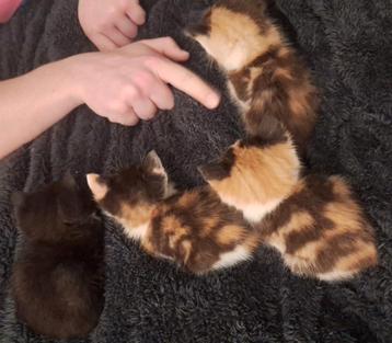 Vind jouw schattige metgezel op Marktplaats: Kies voor een liefdevolle marktplaats kitten!