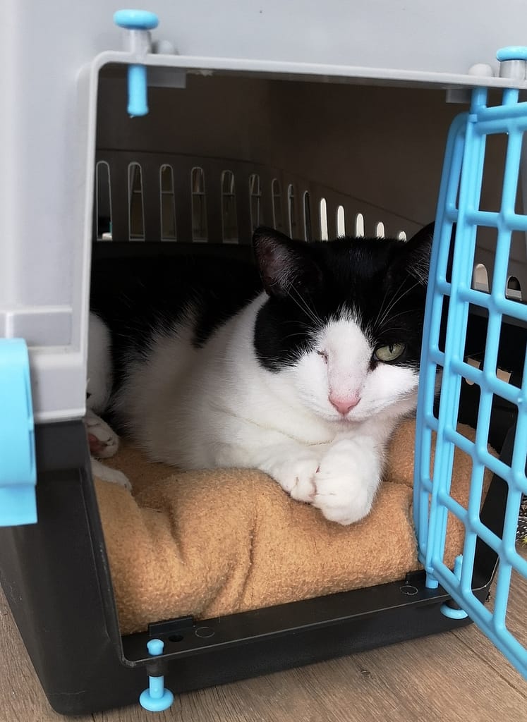 Veilig en Comfortabel Reizen met een Reismand voor je Kat