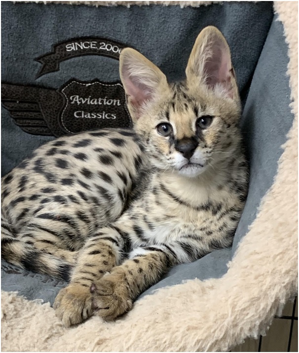 Fascinerende Savannah Katten: Wilde Elegantie in Huiselijke Sfeer