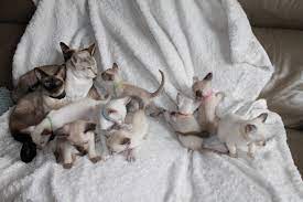 Prachtige Siamese Katten te Koop: Ontdek Hun Betoverende Wereld