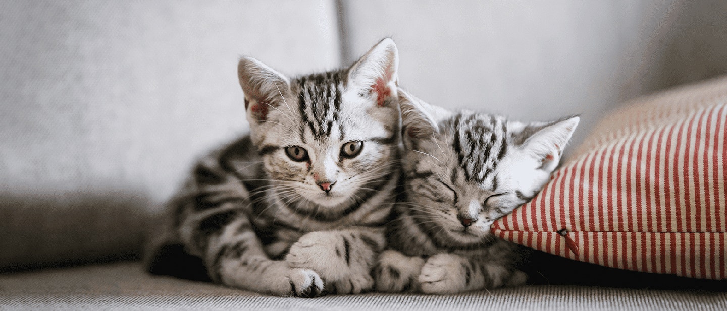 Het Betoverende Karakter van Sociale Kittens