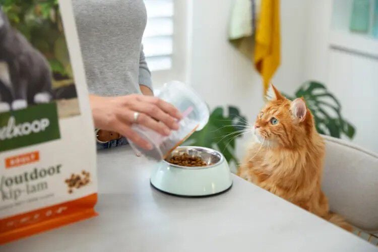 Belang van Voeding voor Katten: Essentiële Tips voor een Gezond Dieet
