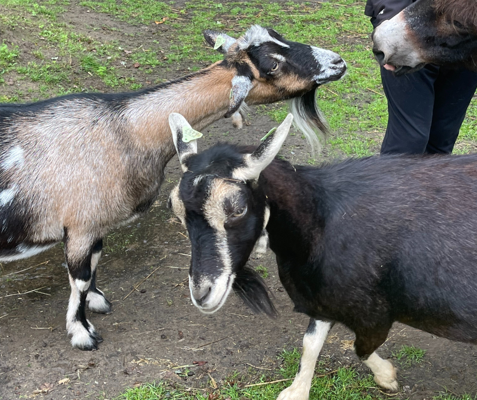De Belangrijke Rol van Adoptiediensten bij Het Vormen van Gezinnen
