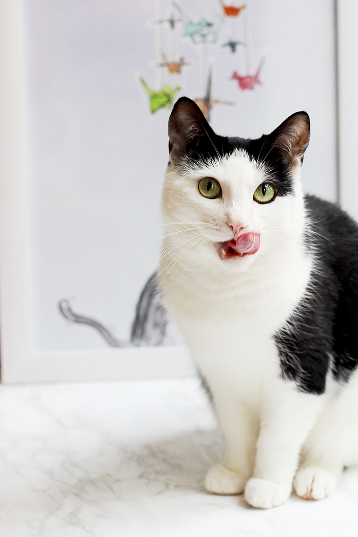 Help Asielkatten aan een Nieuwe Thuis: Adopteer Vandaag Nog!