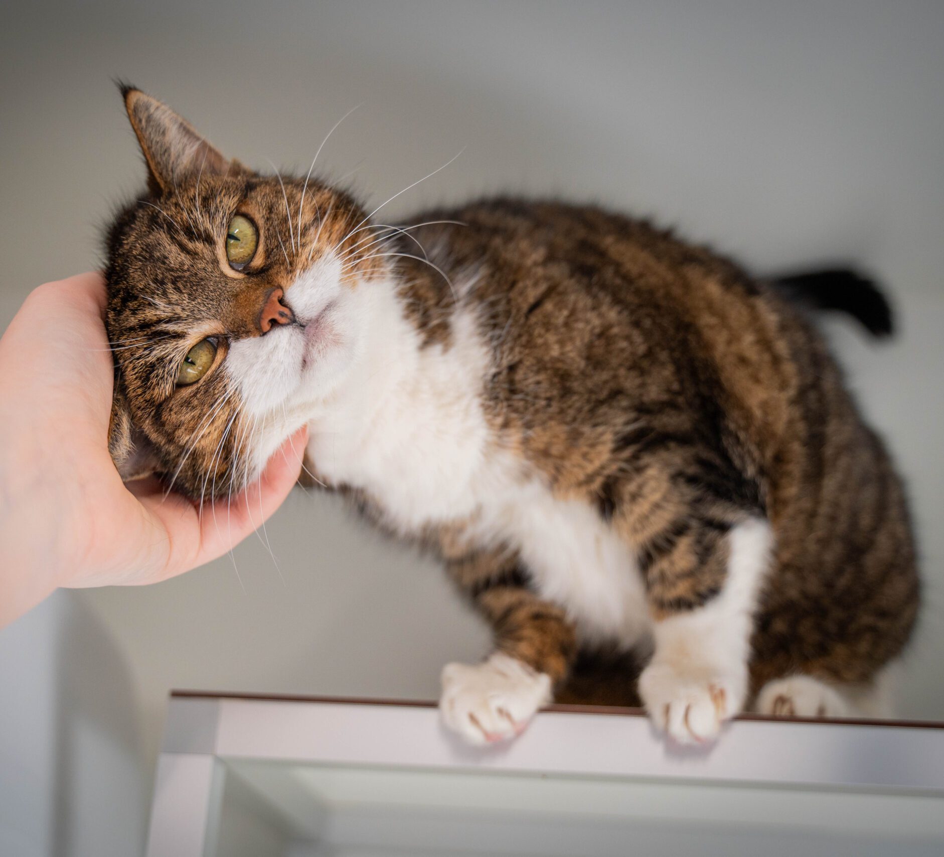 Geef een Thuis aan Kwetsbare Asiel Kittens: Adopteer Vandaag Nog!