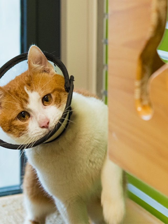 Een Veilige Haven: Het Belang van een Kattenasiel