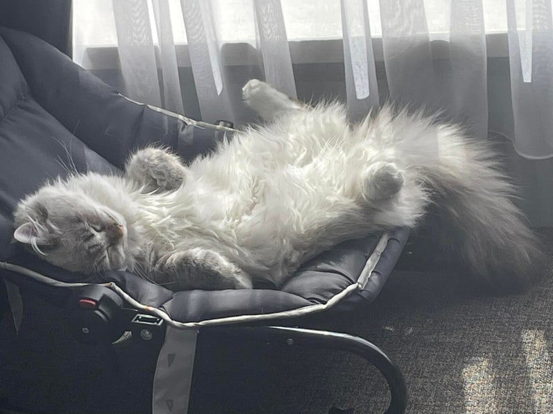 Ontdek de Wereld van Cattery Remaudike: Passie voor Katten