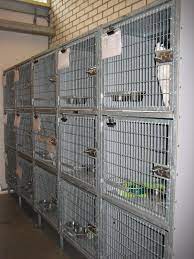 Help Dierenasiel: Geef Dieren in Nood een Tweede Kans!