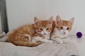 Op Zoek naar een Warm Thuis: Schattige Dierenasiel Kittens Wachten op Adoptie