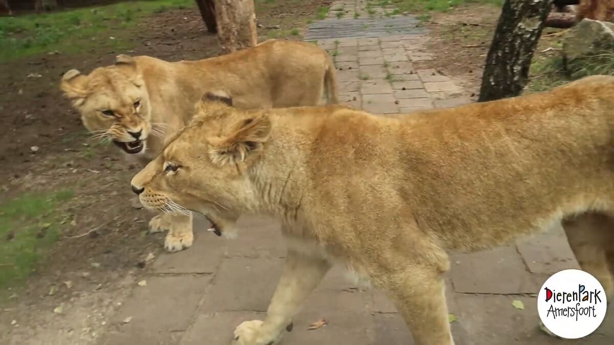 Het Belang van Fokprogramma’s voor Natuurbehoud