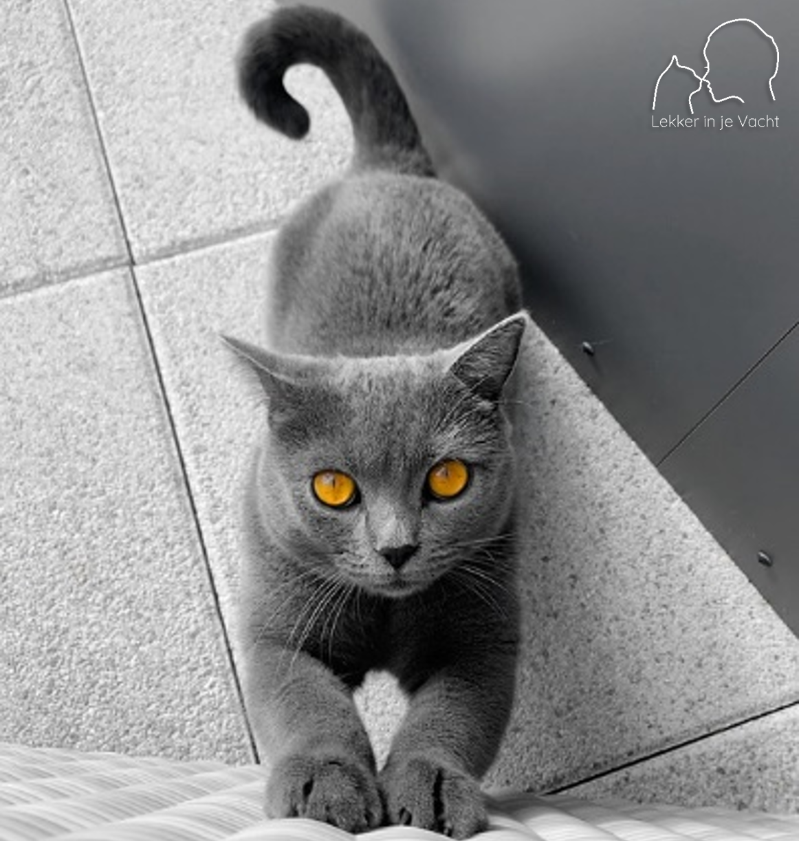 Tips voor het Welzijn van Gezonde Kittens