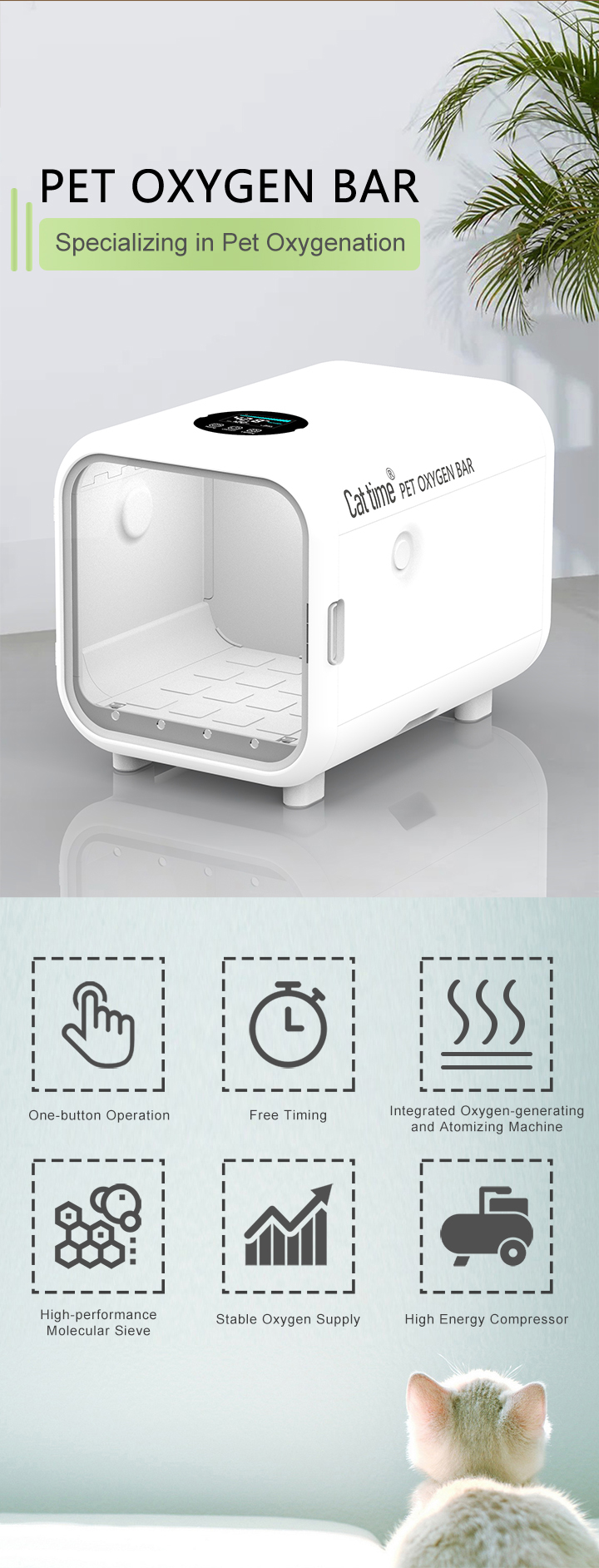 gezondheidszorg voor katten