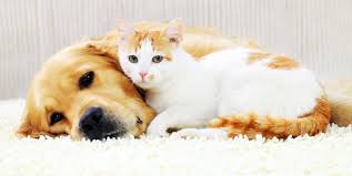 De Vriendschap Tussen Hond en Kat: Samen Sterker