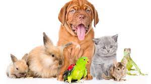 De Band Tussen Mensen en Hun Geliefde Huisdieren