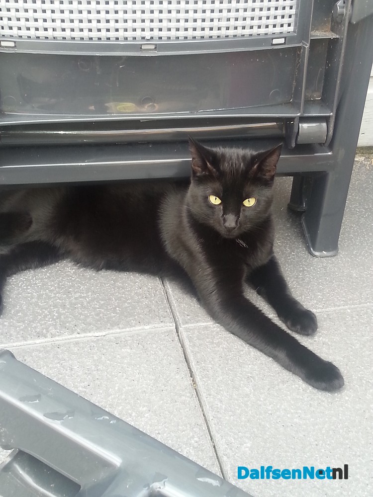 Help! Mijn Kat Is Vermist: Wat Nu Te Doen?