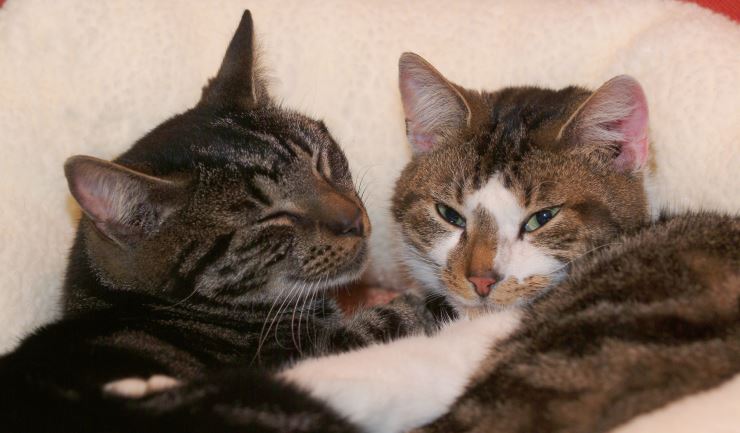 Ontdek de Magie van Katten en Kittens: Jouw Perfecte Huisdieren!