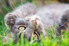 Optimale kattengezondheid: Tips voor een Gelukkige en Gezonde Kat