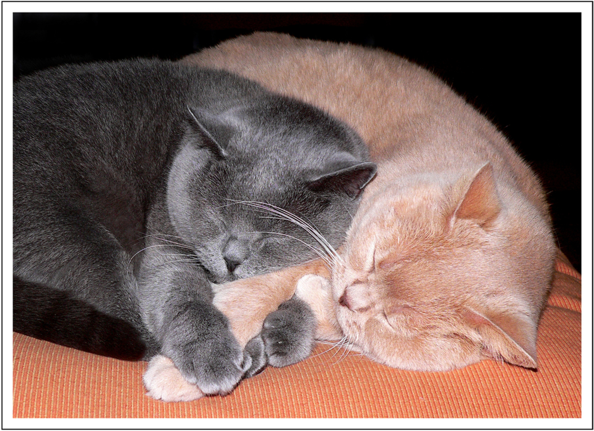 De Betoverende Band van Kattenliefde: Een Ode aan Onze Vierpotige Vrienden