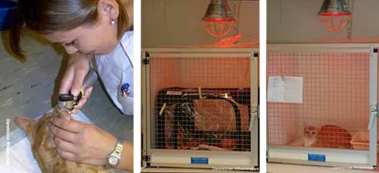 Het Belang van Kattensocialisatie voor een Gelukkige en Gezonde Kat