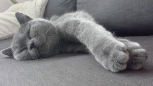 Optimale zorg voor kattenwelzijn: Een gids voor gelukkige katten