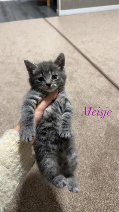 Schattige Kittens Te Koop: Vind Jouw Nieuwe Pluizige Vriend Hier!