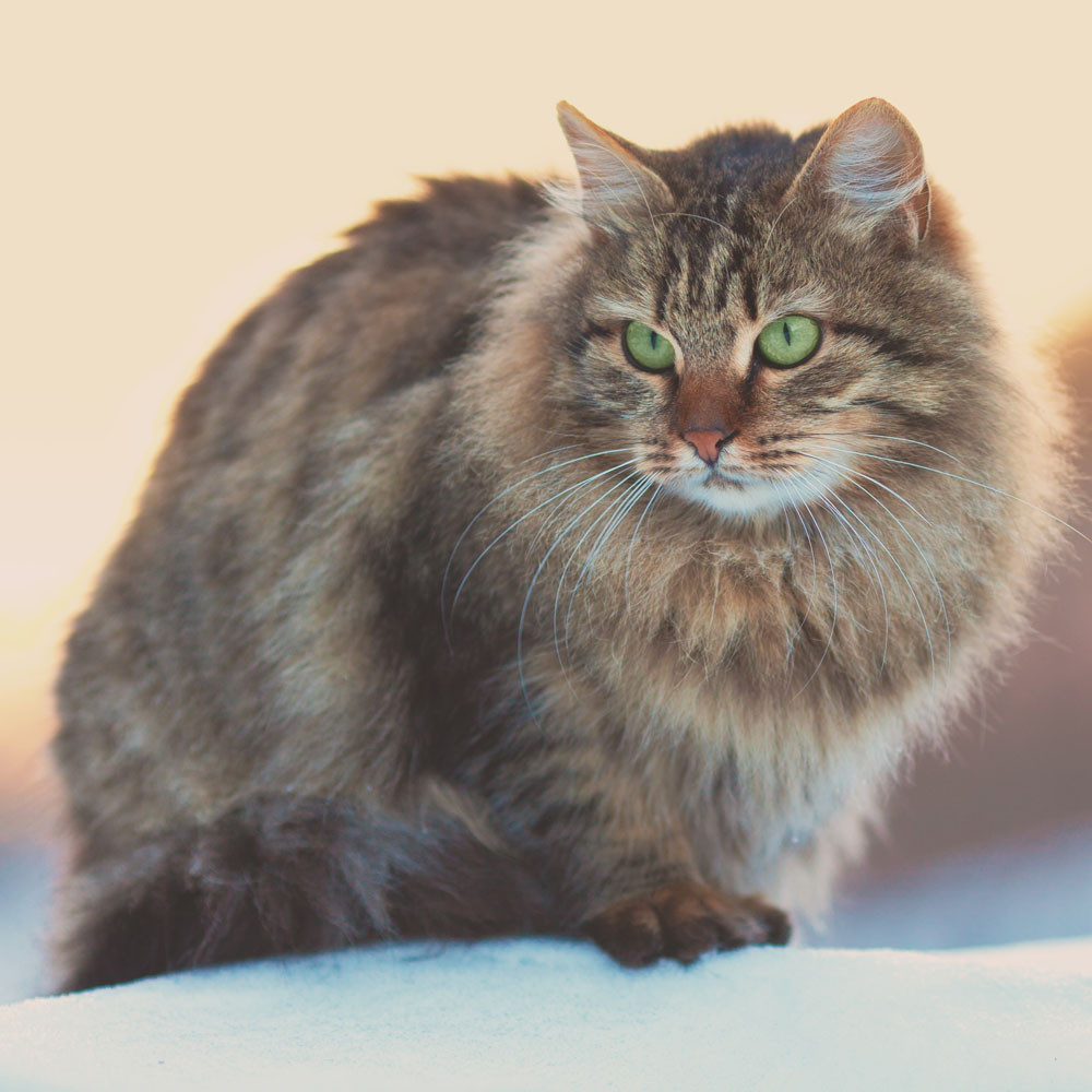 Prachtige Langharige Kat Te Koop – Vind Jouw Perfecte Pluizige Metgezel!