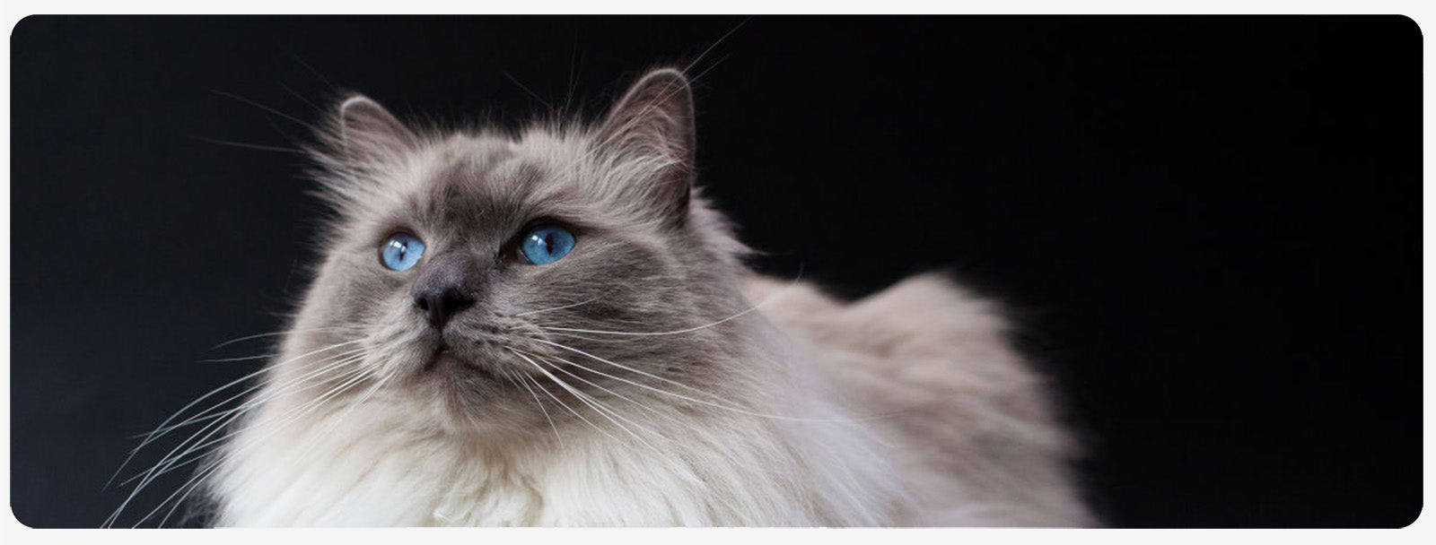 Alles over de Verzorging van Langharige Katten