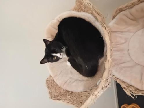 Schattige Marktplaats Kitten: Vind Jouw Nieuwe Pluizige Vriendje!