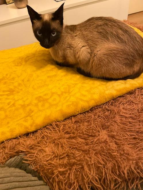 Siamese Kat Te Koop: Een Prachtige Aanwinst Voor Je Gezin