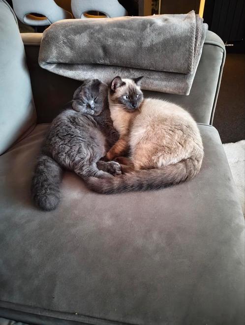 Siamese Katten te Koop: Vind uw Perfecte Pluizige Metgezel