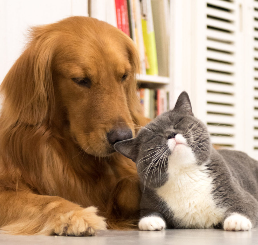 De Knuffelige Wereld van Sociale Katten