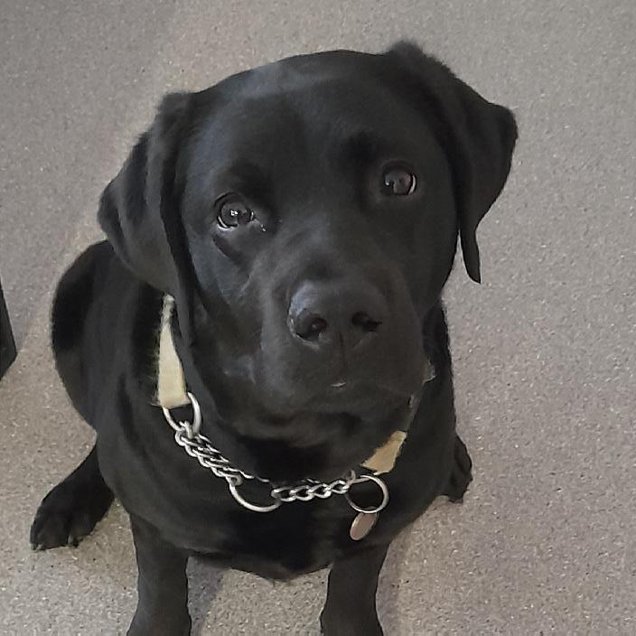 Optimaliseer de Ontwikkeling van Jouw Huisdier met Effectieve Socialisatieprogramma’s