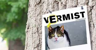Zoektocht naar Vermiste Huisdieren: Een Hartverscheurende Realiteit
