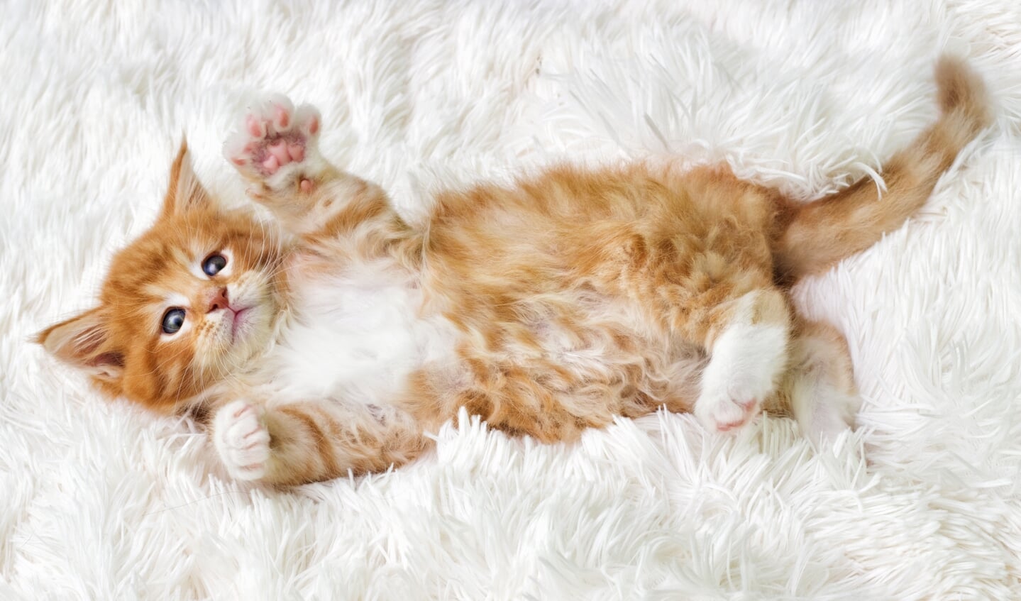 De charme van volwassen katten: trouwe metgezellen met karakter