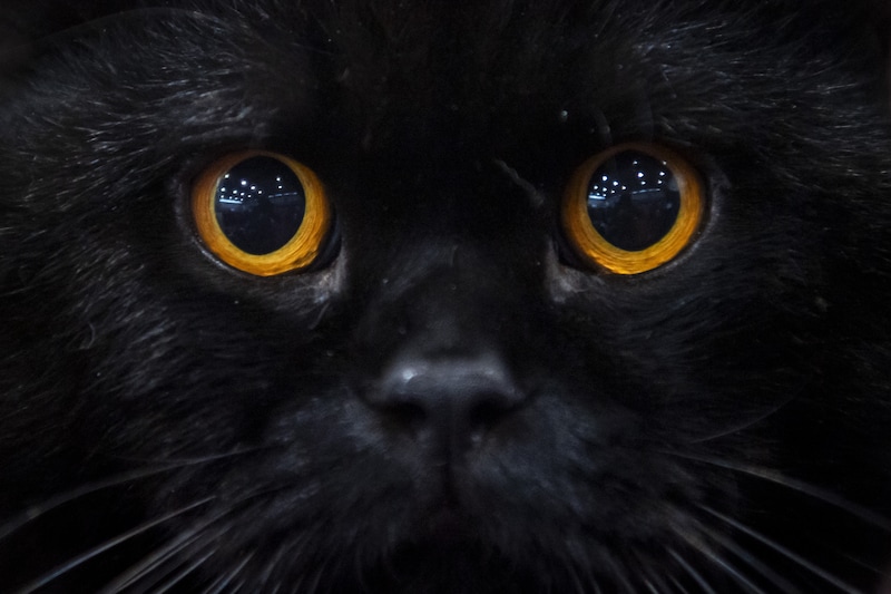 De Mystiek van de Zwarte Kat: Een Bijzonder Dier met Een Intrigerende Uitstraling