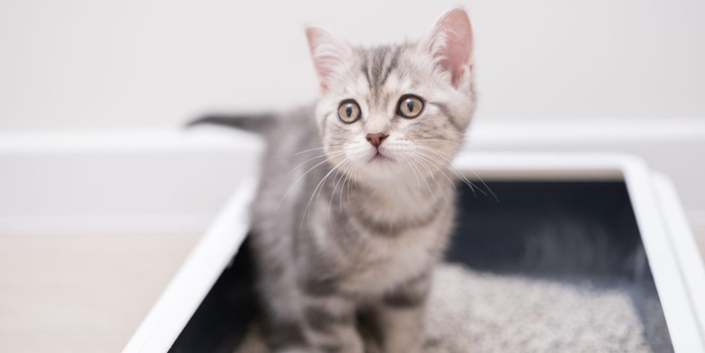 Diarree bij de kat: oorzaken, symptomen en behandeling