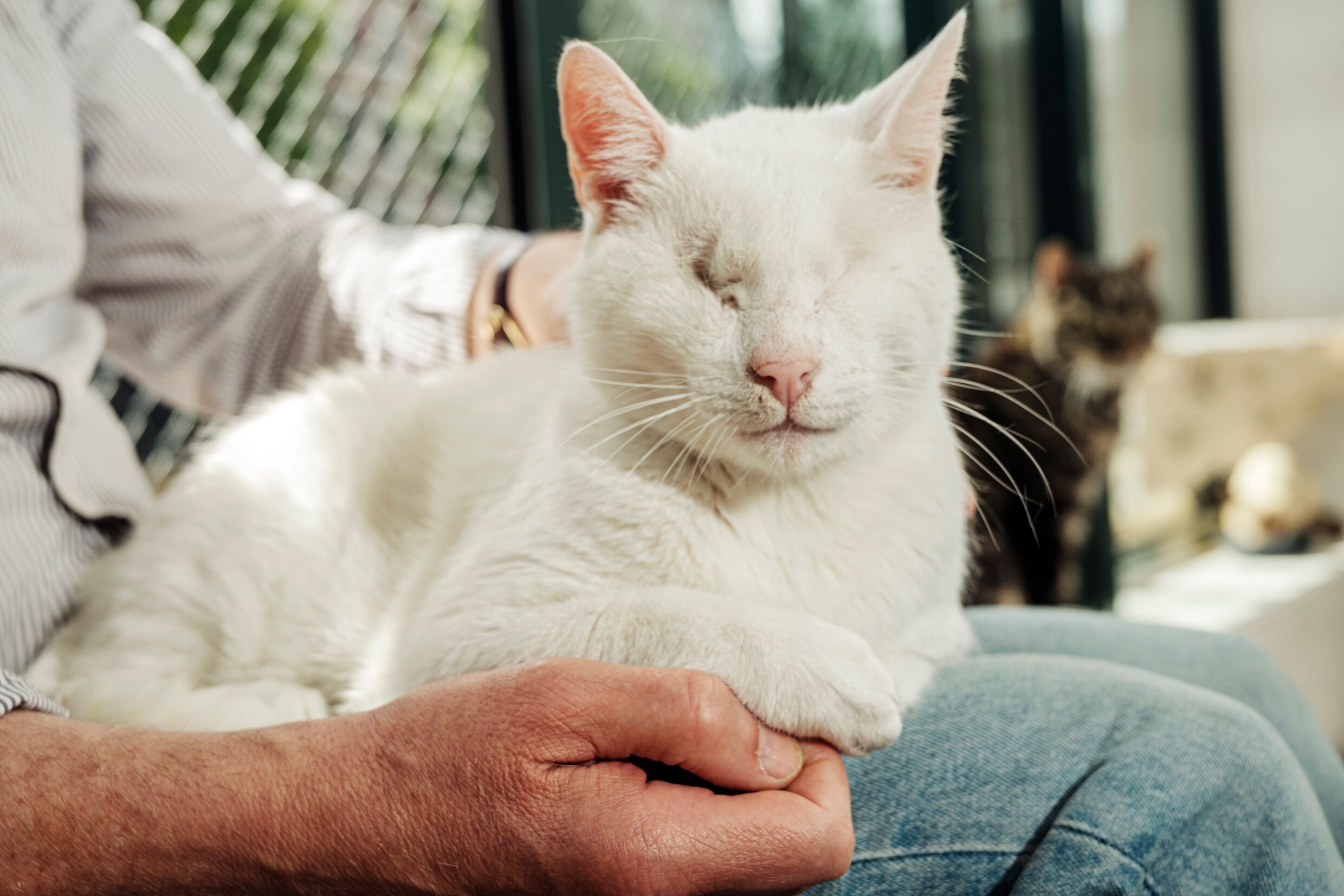 Het Mystieke Wezen: De Magie van een Kat