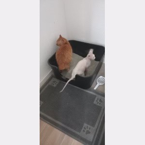 Alles over kat diarree: oorzaken, behandeling en wanneer naar de dierenarts