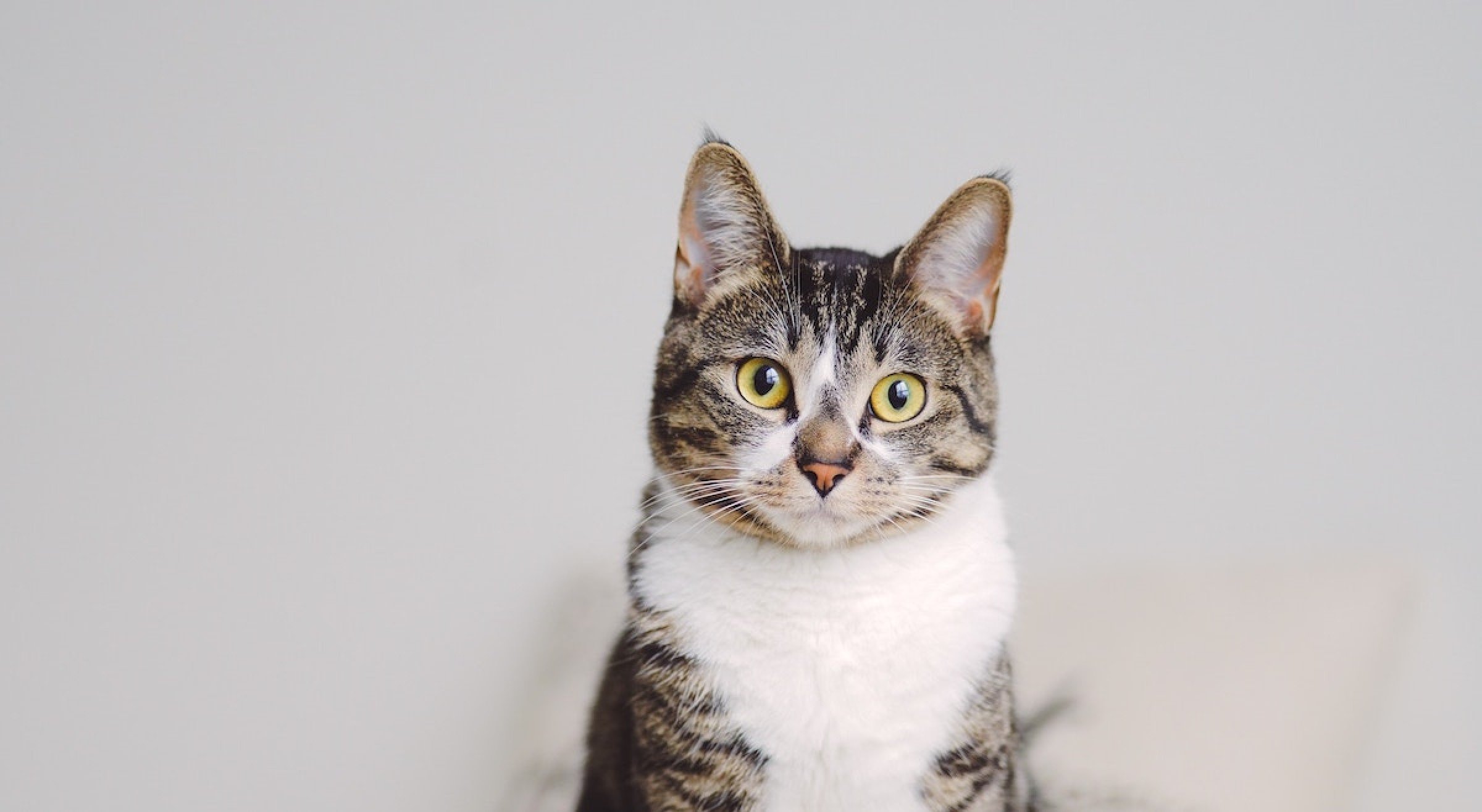 Op Zoek naar een Thuis: Katten in het Dierenasiel