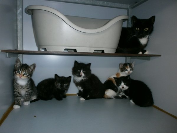 Prachtige katten te koop: Vind jouw perfecte huisgenoot!