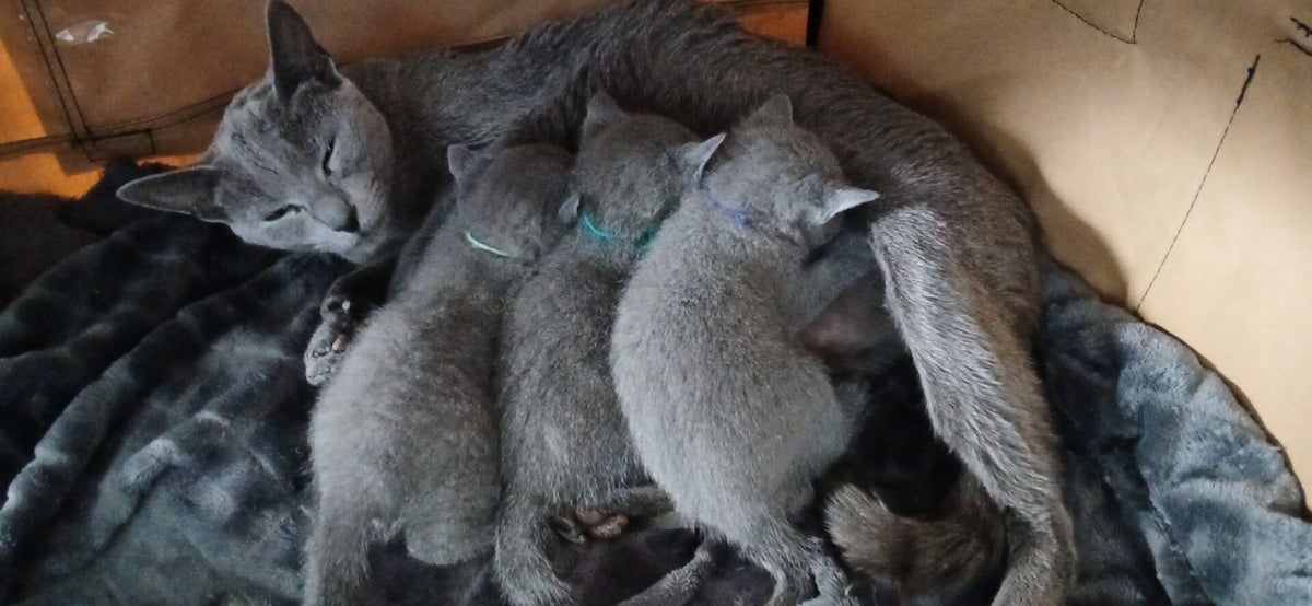 Het Betoverende Blauwe Rus Kitten: Een Charmante Pluizenbol