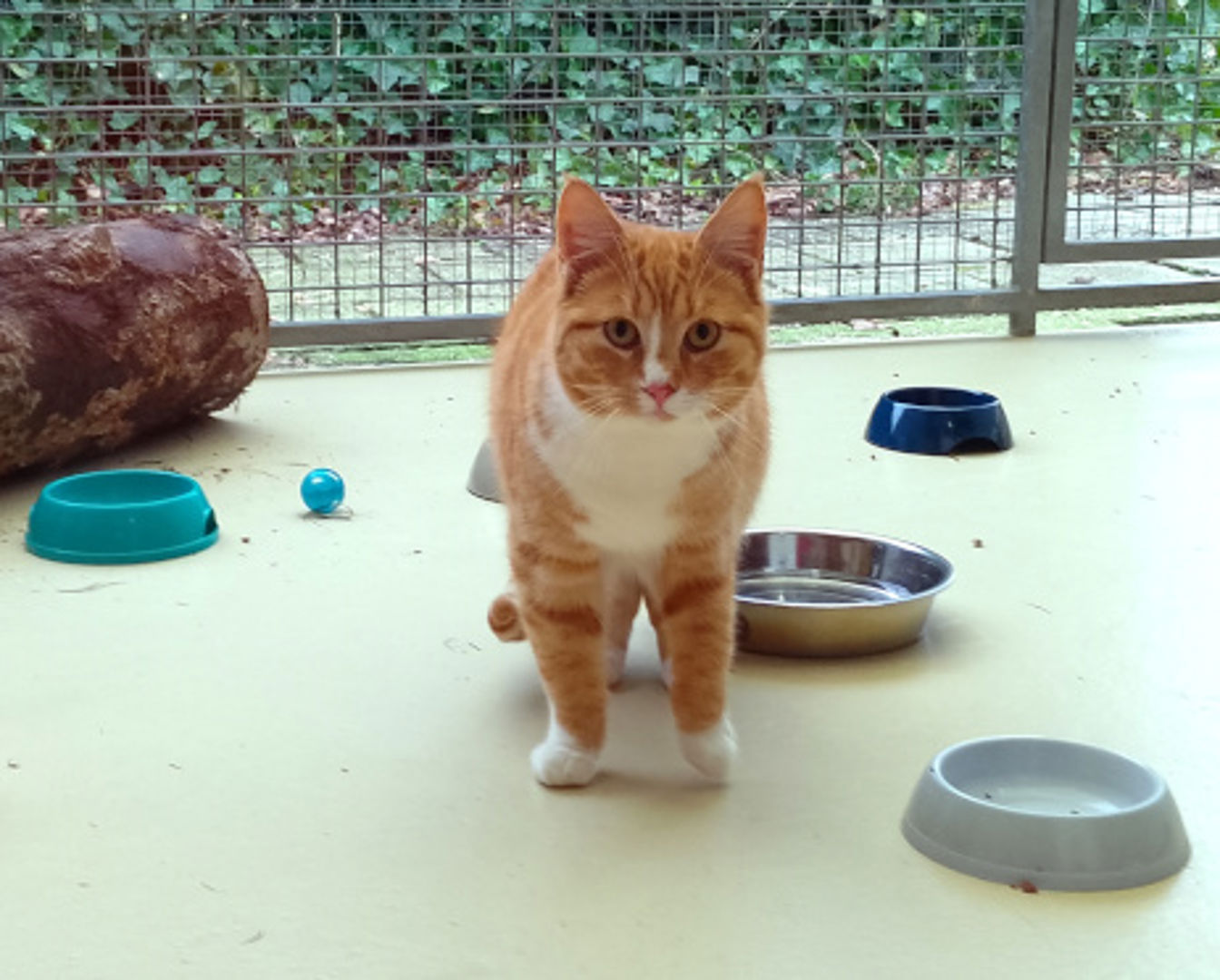 De Onmisbare Boerderijkat: Trouwe Metgezel op het Platteland